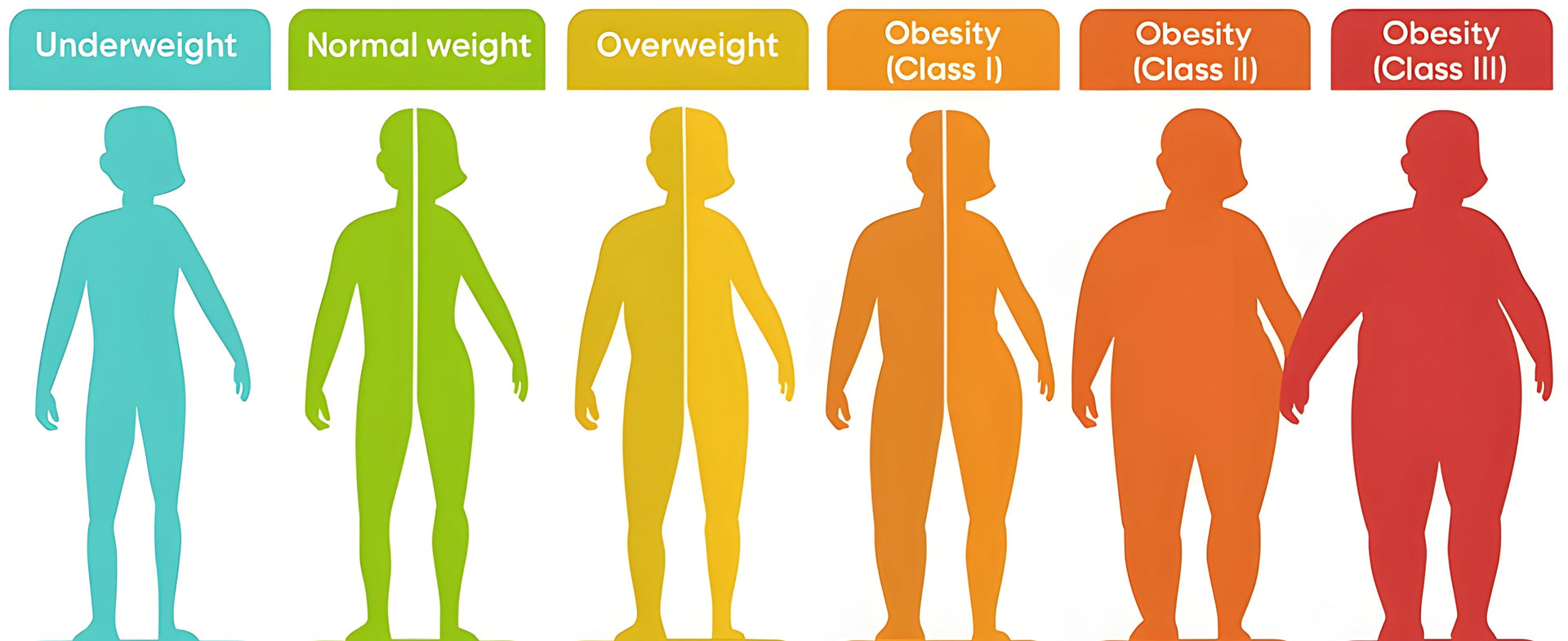 BMI Categories Visualizer